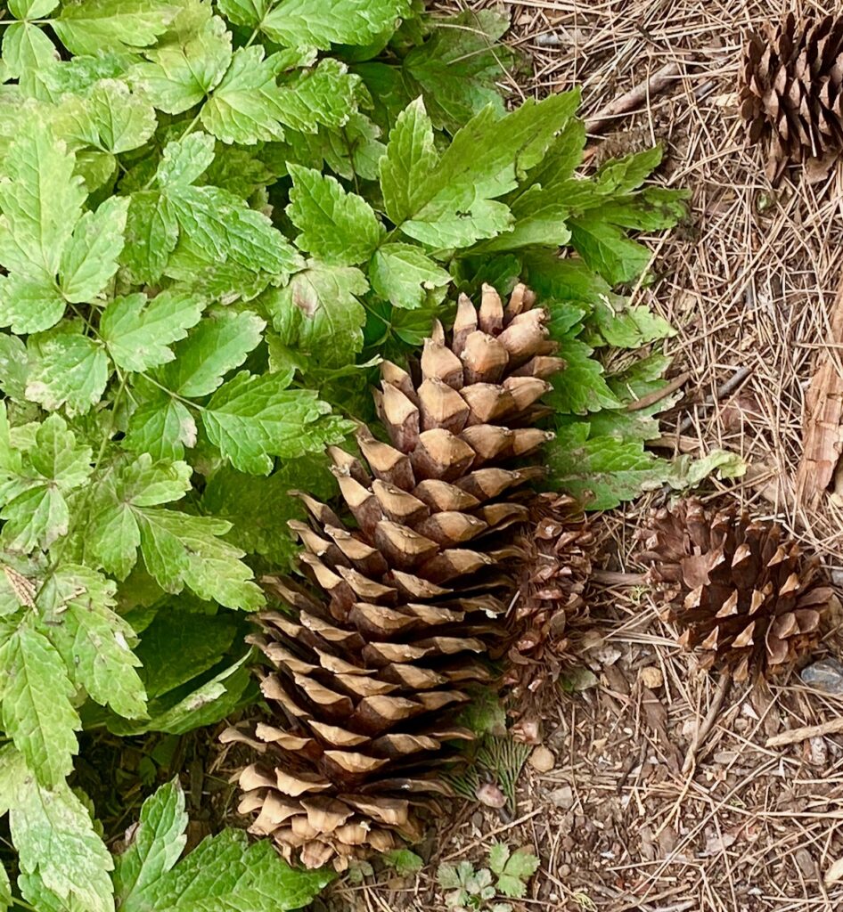 IMG 7297 946x1024 - Across Utah and Nevada to Coulterville, California