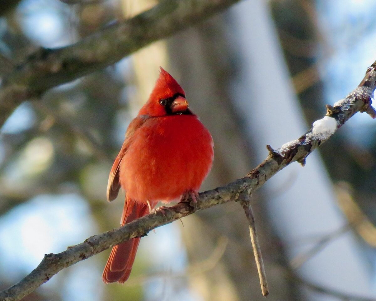 IMG 7539 1200x961 - Interpreting Our Heritage in Words and Pictures