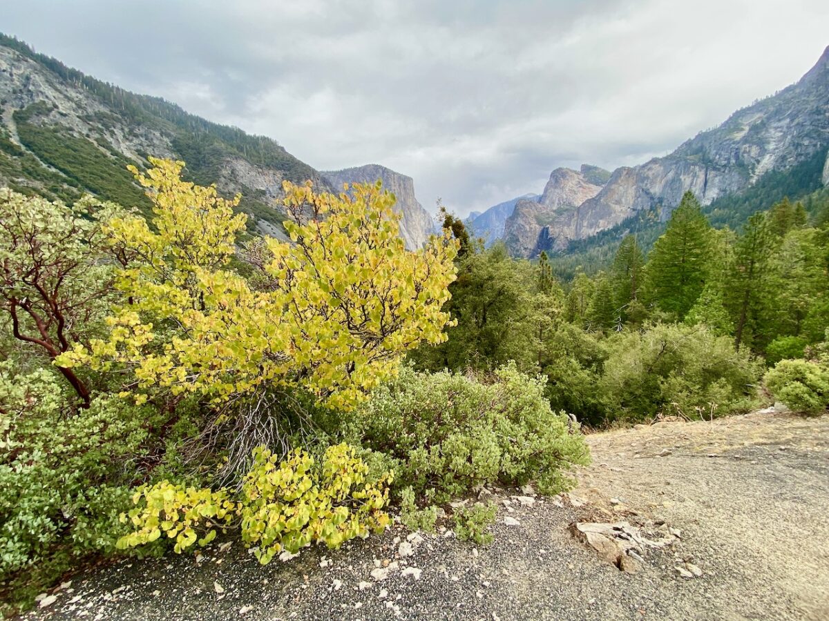 IMG 7387 1200x900 - The Cathedral of Yosemite National Park