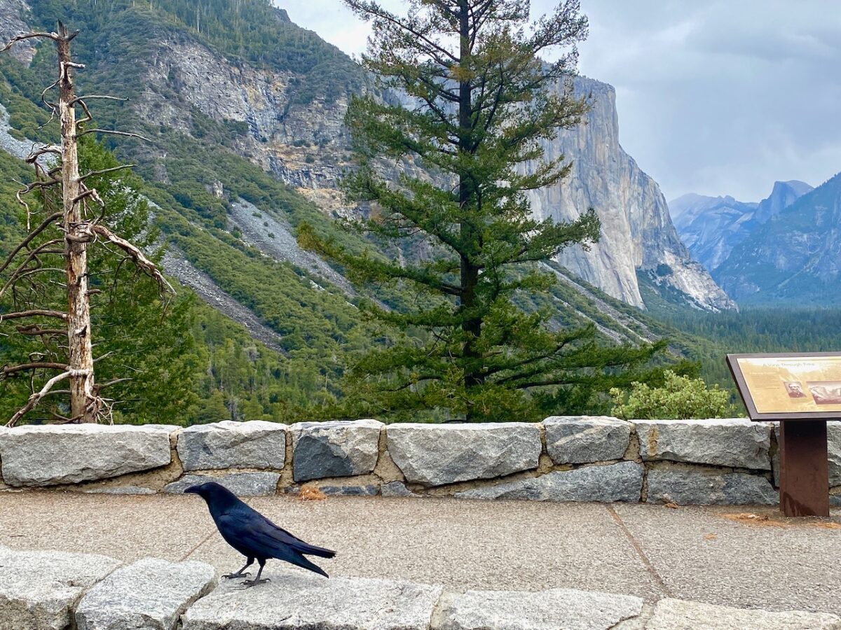 IMG 7400 1200x900 - The Cathedral of Yosemite National Park