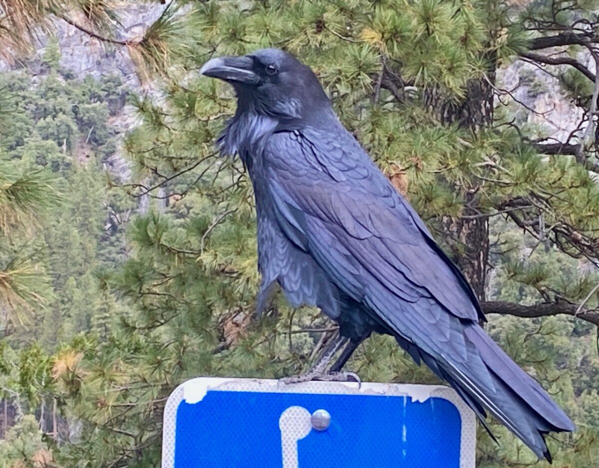 IMG 7406 1200x938 - The Cathedral of Yosemite National Park