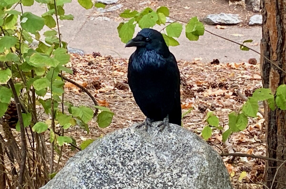 IMG 7463 1200x792 - The Cathedral of Yosemite National Park