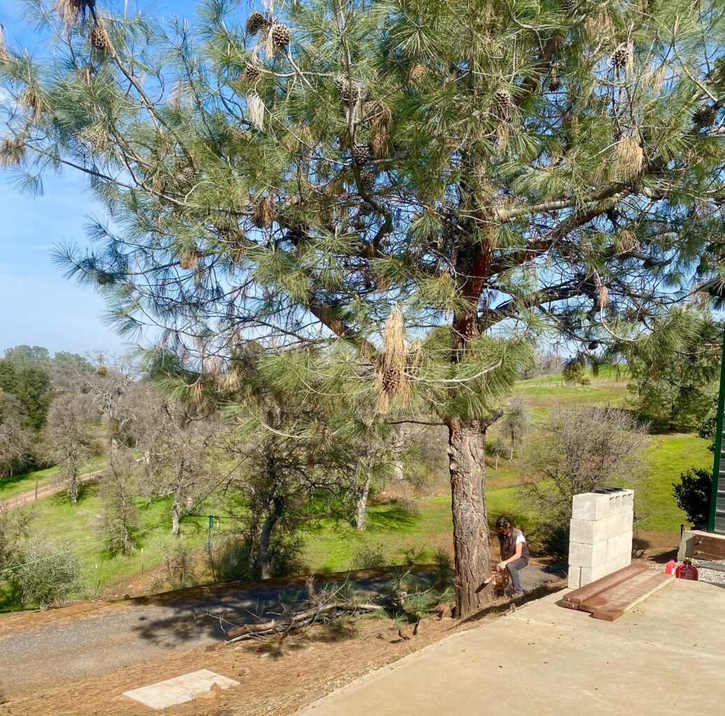 IMG 8057 1036x1024 - How I Nearly Died After Developing Pneumonia From Exposure to Pine Tree Toxins