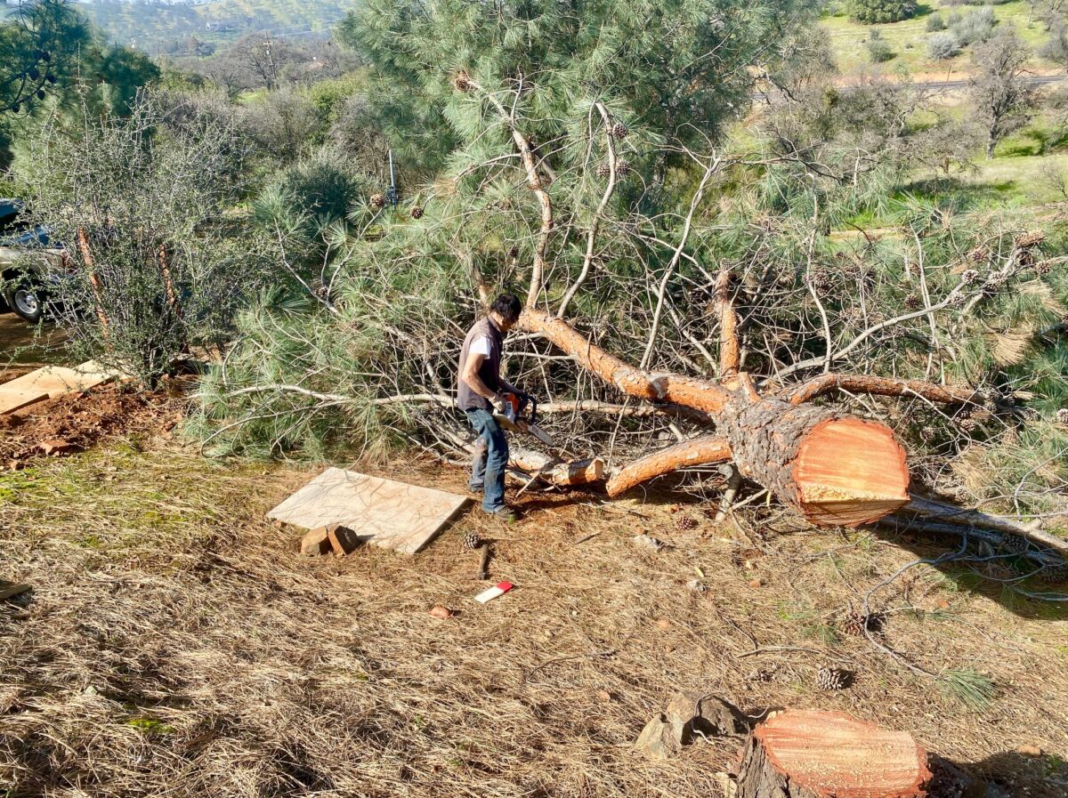 IMG 8064 1200x897 - How I Nearly Died After Developing Pneumonia From Exposure to Pine Tree Toxins