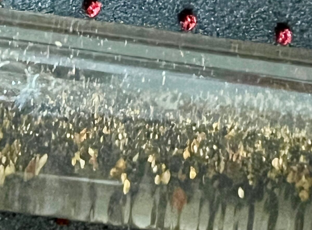 IMG 0029 1200x883 - Is There Still Gold to Be Extracted in Them Thar Hills?