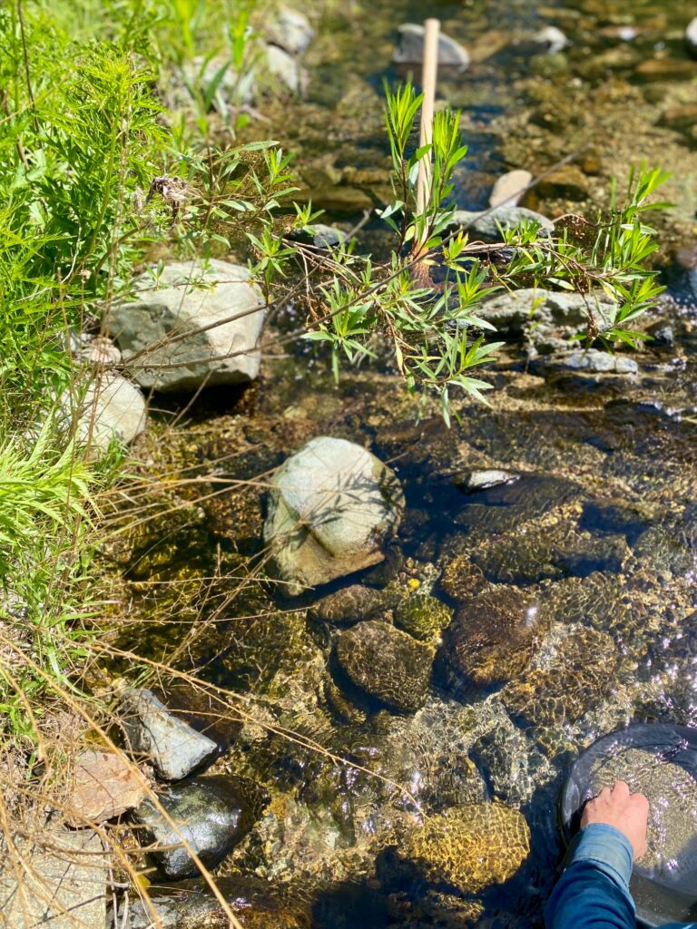 IMG 8154 768x1024 - Is There Still Gold to Be Extracted in Them Thar Hills?
