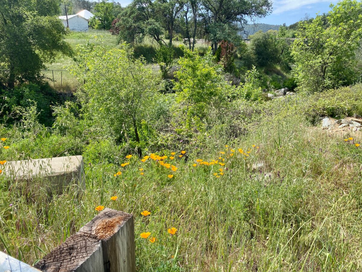 IMG 8158 1200x900 - Is There Still Gold to Be Extracted in Them Thar Hills?