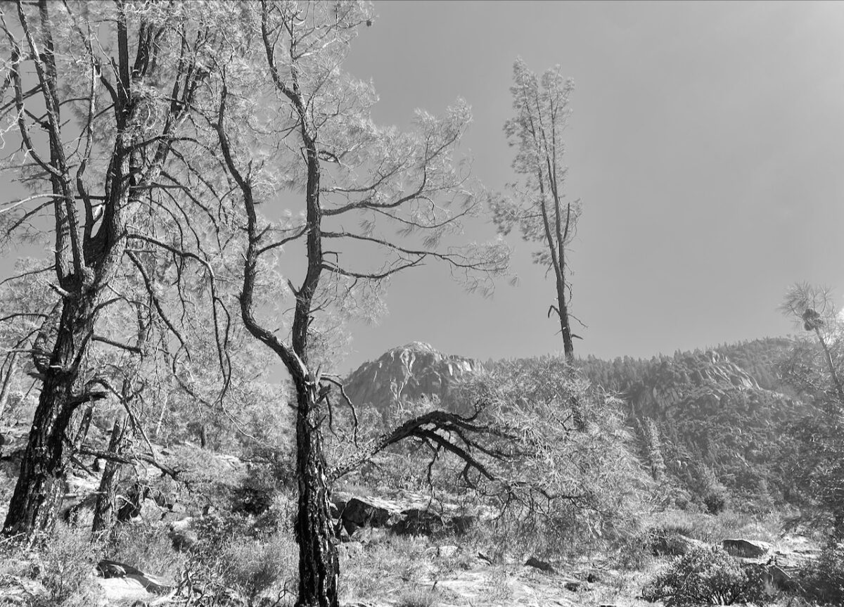 IMG 8983bw 1200x863 - The Mission Born at Yosemite: How We Can Preserve It